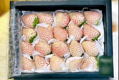 Dâu tây Bạch Tuyết giá hơn 2,5 triệu đồng/kg vẫn cháy hàng