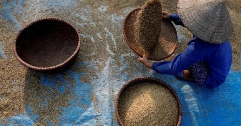 Giá gạo xuất khẩu của Việt Nam chạm đỉnh trong hơn 8 năm