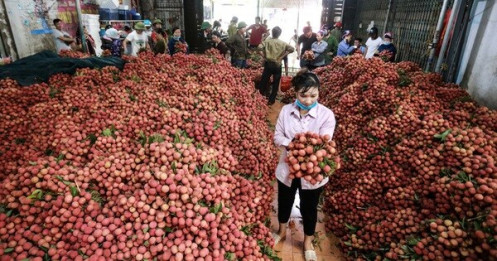 Vải thiều Lục Ngạn giá ổn định từ 25.000 - 35.000 đồng/kg