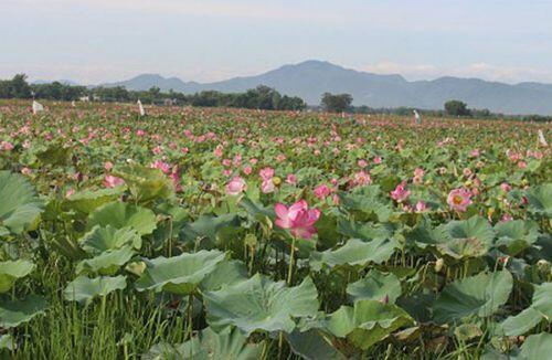 Cả làng trồng sen, chỉ bán hạt cũng lãi gấp đôi so với cấy lúa