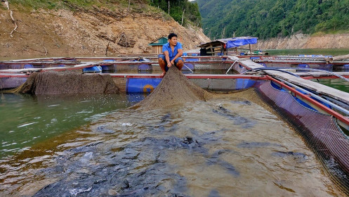 Thu nhập tiền tỉ từ việc nuôi 'thủy quái sông Đà'