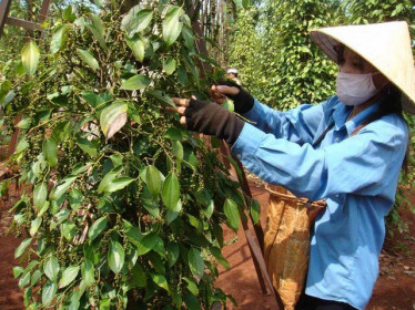 Giá tiêu hôm nay 19/6: Tiếp tục giảm 500 - 1.000 đồng/kg