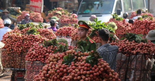 Xuất khẩu 1 tấn vải thiều tươi đầu tiên sang Nhật Bản