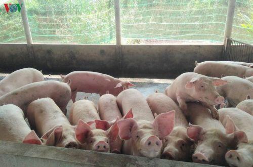 Nhập khẩu 500 lợn sống từ Thái Lan: Giá lợn hơi về Việt Nam là 70.000đ/kg