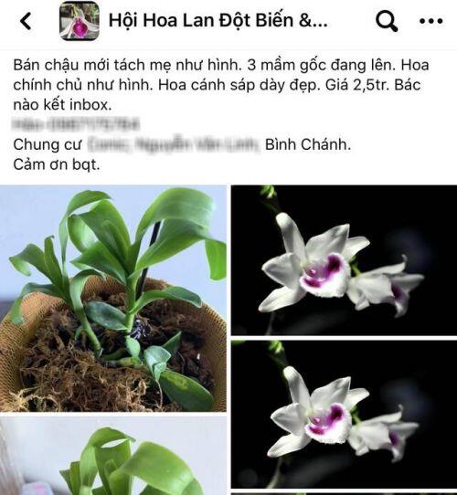 Vén màn giao dịch lan đột biến tiền tỷ trên chợ mạng