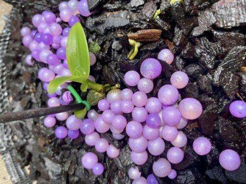 Người mua bán cây hoa lan đột biến hàng chục tỷ đồng phải đóng thuế?
