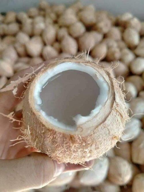 4 loại quả bé như nắm tay, giá ngất ngưởng vẫn “cháy” hàng