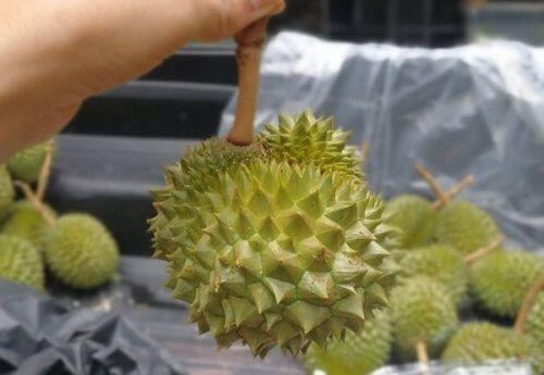 4 loại quả bé như nắm tay, giá ngất ngưởng vẫn “cháy” hàng