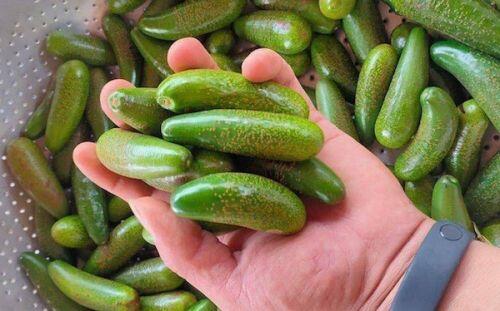 4 loại quả bé như nắm tay, giá ngất ngưởng vẫn “cháy” hàng