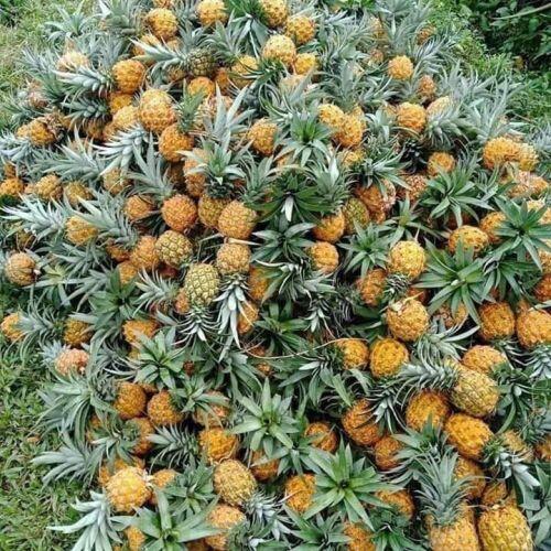 4 loại quả bé như nắm tay, giá ngất ngưởng vẫn “cháy” hàng
