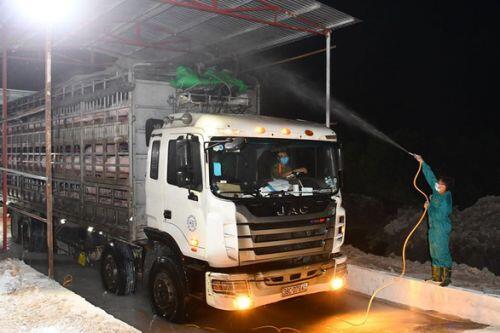 Giá heo hơi giảm, nhưng vẫn thiếu 200.000 con