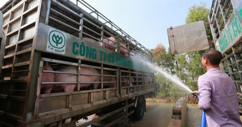 Giá heo hơi giảm, nhưng vẫn thiếu 200.000 con