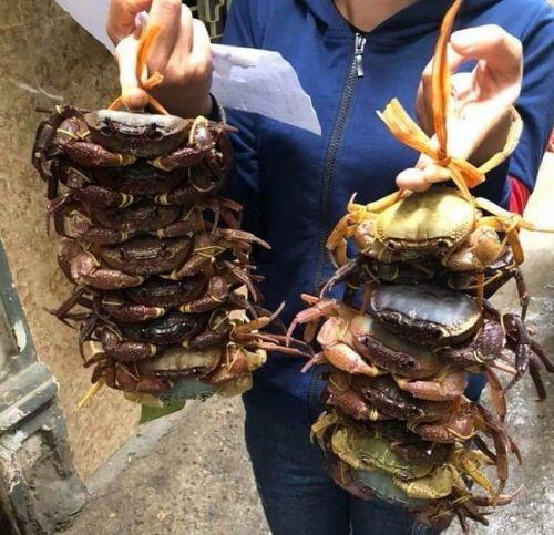 Đặc sản núi 'ngon hơn cua biển, rẻ hơn cua đồng', dân buôn hốt bạc