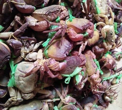 Đặc sản núi 'ngon hơn cua biển, rẻ hơn cua đồng', dân buôn hốt bạc