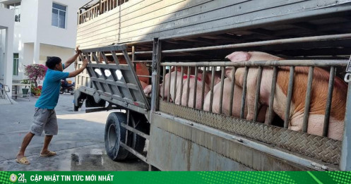 9.000 con heo Thái Lan đổ về, giá heo trong nước vẫn cao