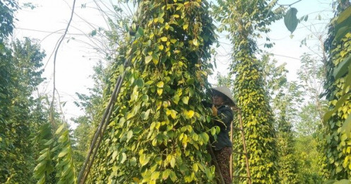 Vụ hồ tiêu mắc kẹt: Nepal đã có văn bản cho phép tái xuất