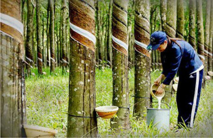 Hé lộ nguyên nhân Cao su Phước Hòa báo lãi tăng đột biến trong quý 2