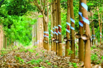 GVR: Lãi ròng quý 2 giảm 29%, dòng tiền thuần kinh doanh âm hơn 1,000 tỷ đồng