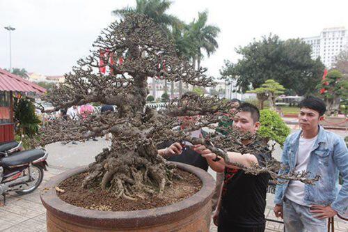 Mãn nhãn tuyệt phẩm mai chiếu thủy siêu đắt khiến đại gia mê mẩn