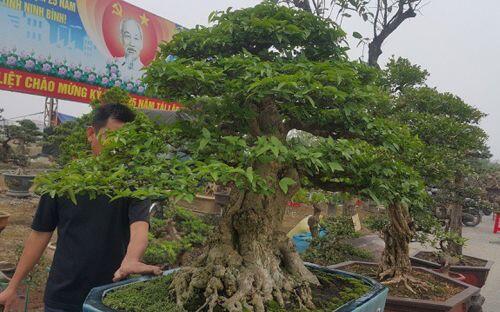 Mãn nhãn tuyệt phẩm mai chiếu thủy siêu đắt khiến đại gia mê mẩn