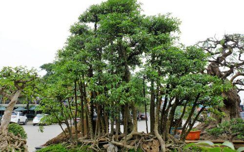 Mãn nhãn tuyệt phẩm mai chiếu thủy siêu đắt khiến đại gia mê mẩn