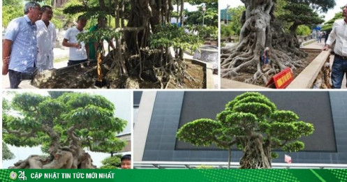 Đại gia Hà Nội chi 24 tỷ mua cây sanh và những thương vụ bạc tỷ "dậy sóng" làng cây cảnh