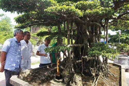 Đại gia Hà Nội chi 24 tỷ mua cây sanh và những thương vụ bạc tỷ "dậy sóng" làng cây cảnh
