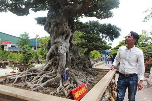 Đại gia Hà Nội chi 24 tỷ mua cây sanh và những thương vụ bạc tỷ "dậy sóng" làng cây cảnh