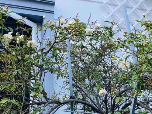 Căn biệt thự có khu vườn “hoa nở suốt 4 mùa” đẹp tuyệt ở Sài Gòn