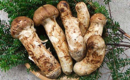 Nấm Tùng Nhung 20 triệu đồng/kg, nhà giàu đợi ‘đỏ mắt’ mới được thưởng thức