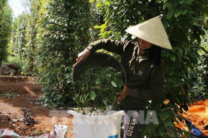 Hồ tiêu Việt Nam mắc kẹt tại Nepal vẫn chưa xác định được ngày về