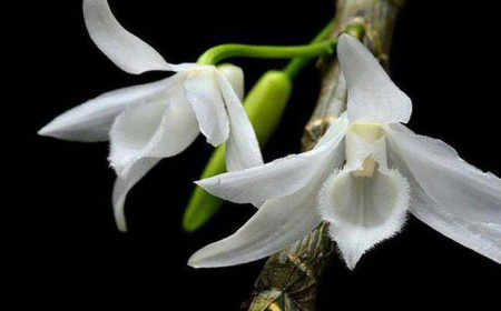 Công an cảnh báo dấu hiệu lừa đảo tại các thương vụ mua, bán lan đột biến