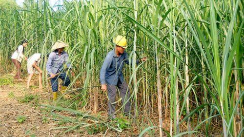 TS. Lê Đăng Doanh: "Tái cơ cấu là con đường tốt nhất cho ngành mía đường lúc này"
