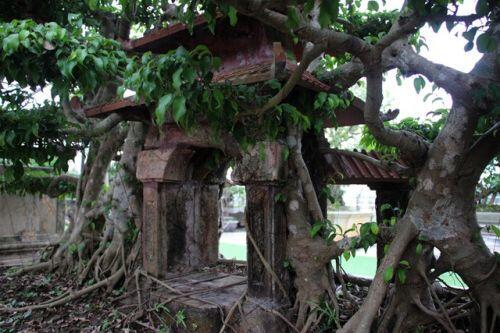 Cây cảnh "Phố cổ Hà Nội", đại gia trả tiền tỷ chủ nhân vẫn chưa bán