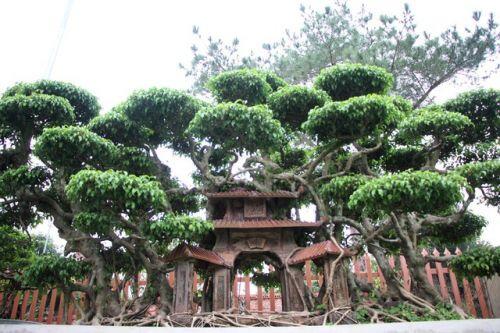 Cây cảnh "Phố cổ Hà Nội", đại gia trả tiền tỷ chủ nhân vẫn chưa bán