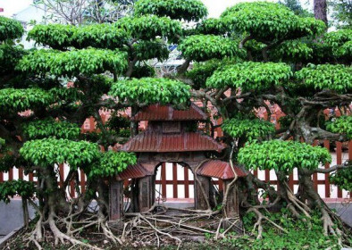 Cây cảnh "Phố cổ Hà Nội", đại gia trả tiền tỷ chủ nhân vẫn chưa bán