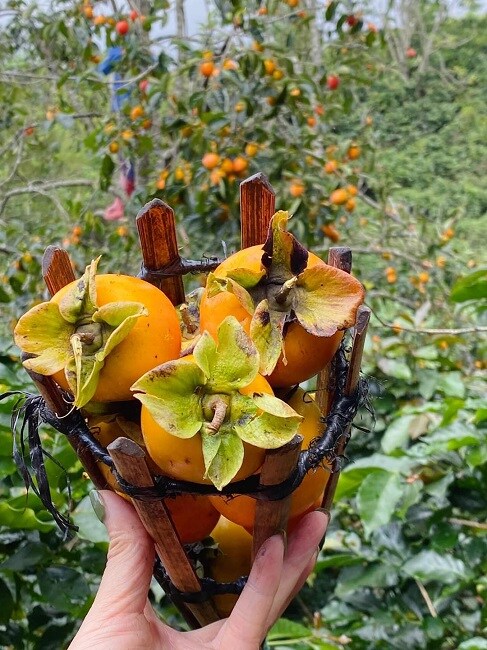 Thứ quả quê mùa được "biến tấu” thành đặc sản vạn người mê có giá nửa triệu đồng/kg