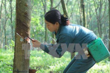 BVSC: Cao su Đà Nẵng phục hồi tốt hậu COVID-19