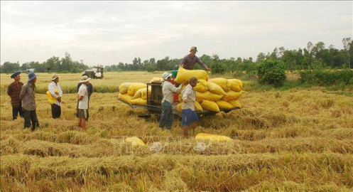 Thị trường nông sản tuần qua: Giá lúa tăng, giá cà phê, tiêu cùng giảm