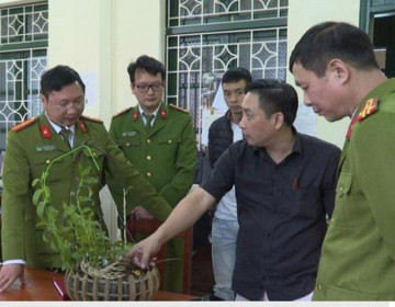 Lan phi điệp đột biến bạc tỷ quay ngoắt giảm giá