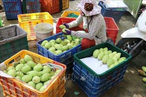 Sản xuất sản phẩm xoài chất lượng tạo nguồn nguyên liệu xuất khẩu