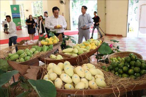 Sản xuất sản phẩm xoài chất lượng tạo nguồn nguyên liệu xuất khẩu