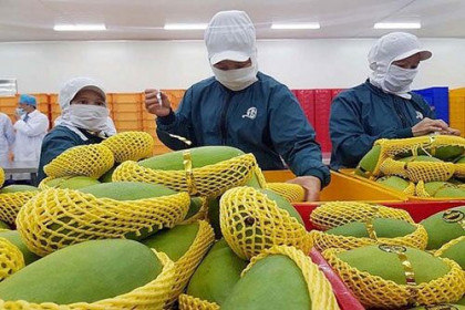 Xuất khẩu rau quả sang Thái Lan tăng hơn 140%