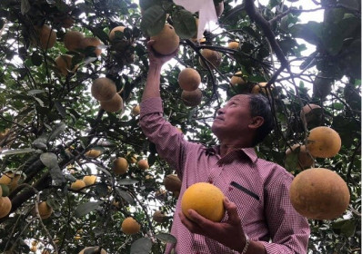 Bưởi Diễn rớt giá thê thảm