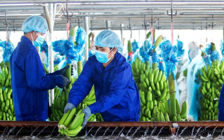 Cổ phiếu cần quan tâm ngày 8/1: HAG, VJC, MWG,