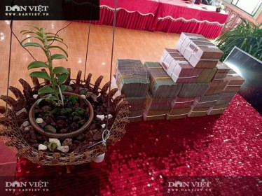 Xôn xao vụ chuyển nhượng lan đột biến Phi điệp Hồng Hạ Vân trị giá 5,5 tỷ đồng