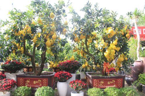 Bưởi Diễn vào TP HCM bán Tết có gì mà tới 70 triệu đồng một cây?