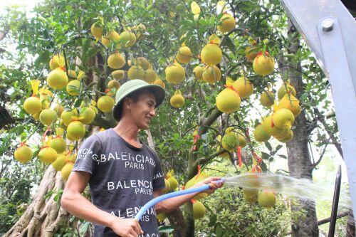 Bưởi Diễn vào TP HCM bán Tết có gì mà tới 70 triệu đồng một cây?
