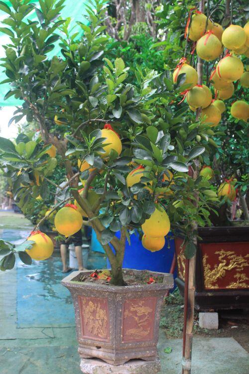 Bưởi Diễn vào TP HCM bán Tết có gì mà tới 70 triệu đồng một cây?