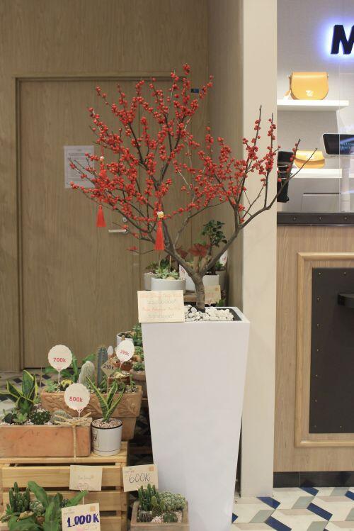 Giá đào đông chơi Tết 30 triệu đồng, nhìn như cây giả mà đắt không tưởng